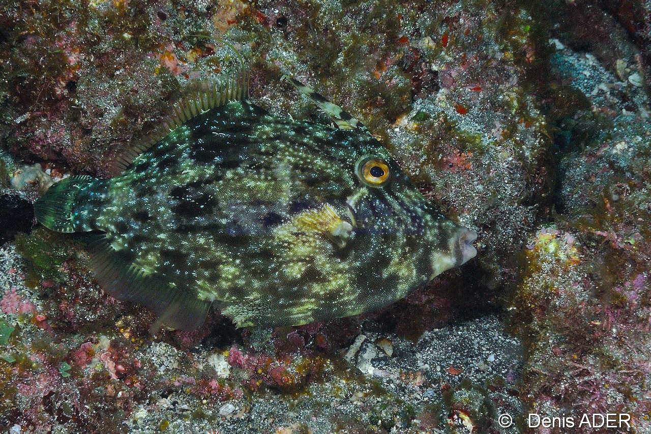 Stephanolepsis hispidus-Cap Vert Sans Ancre-11m-20150405-Denis-ADER-DSC_9234_tn.jpg